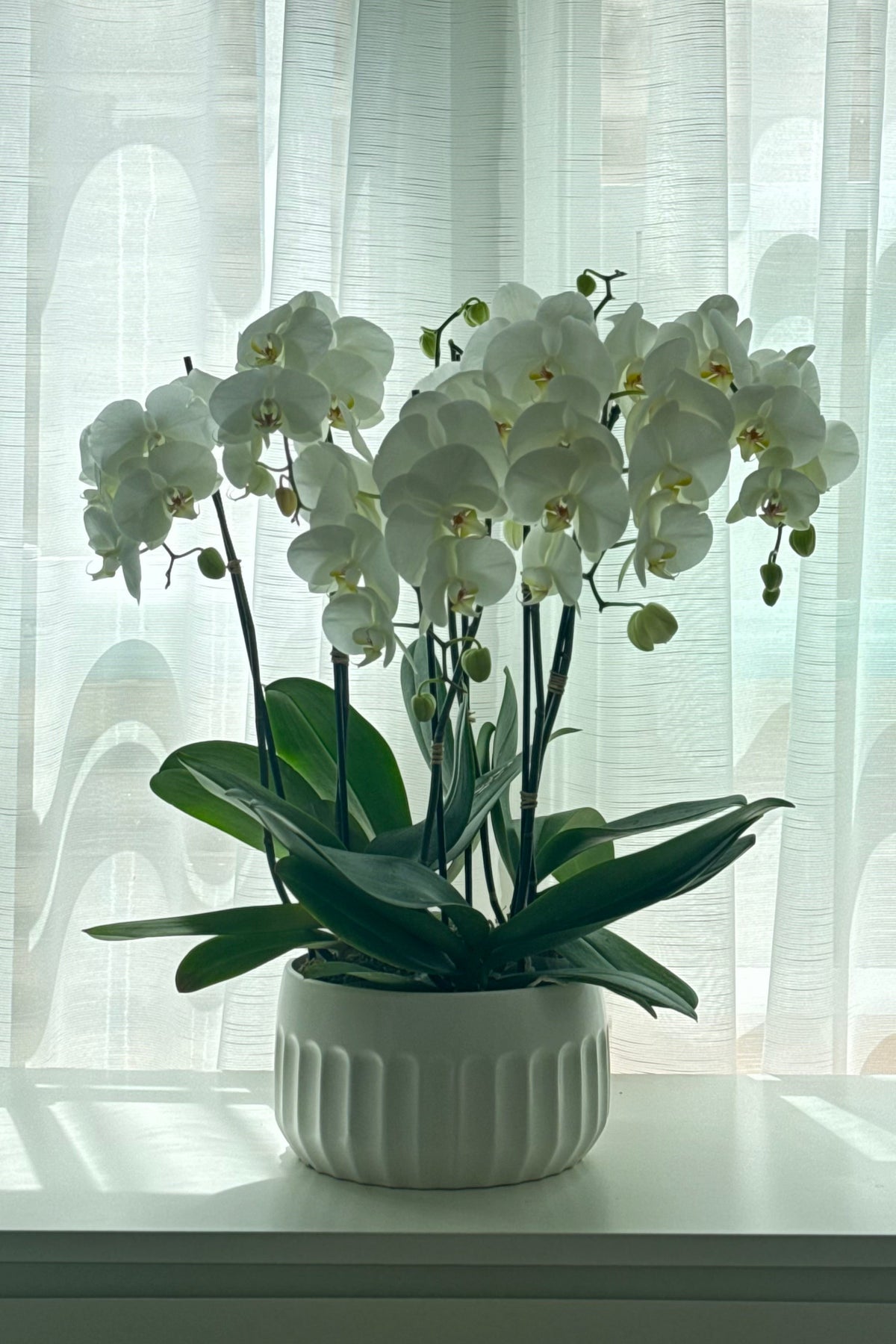 Moonlit Orchid