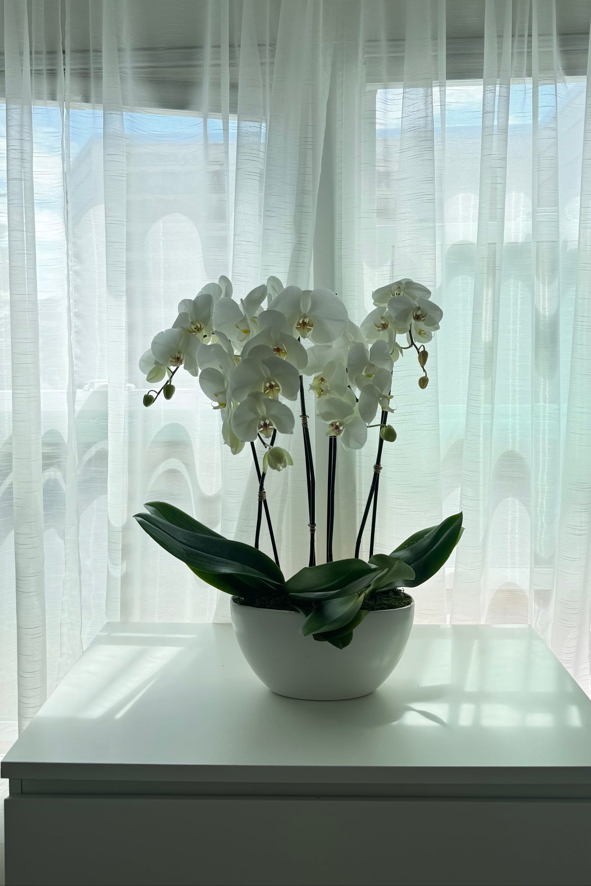 Moonlit Orchid