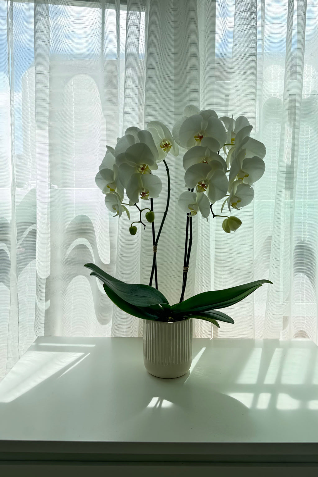 Moonlit Orchid