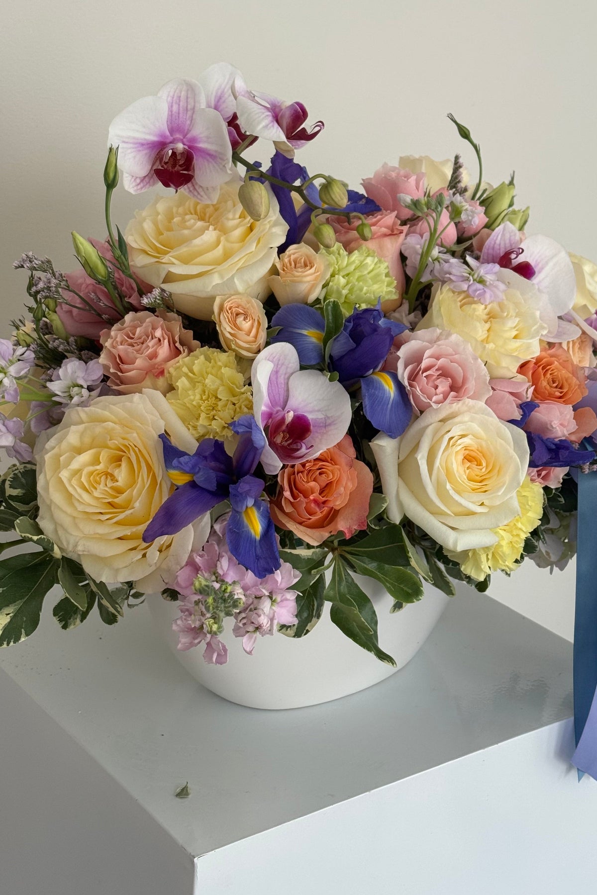 Aurelia