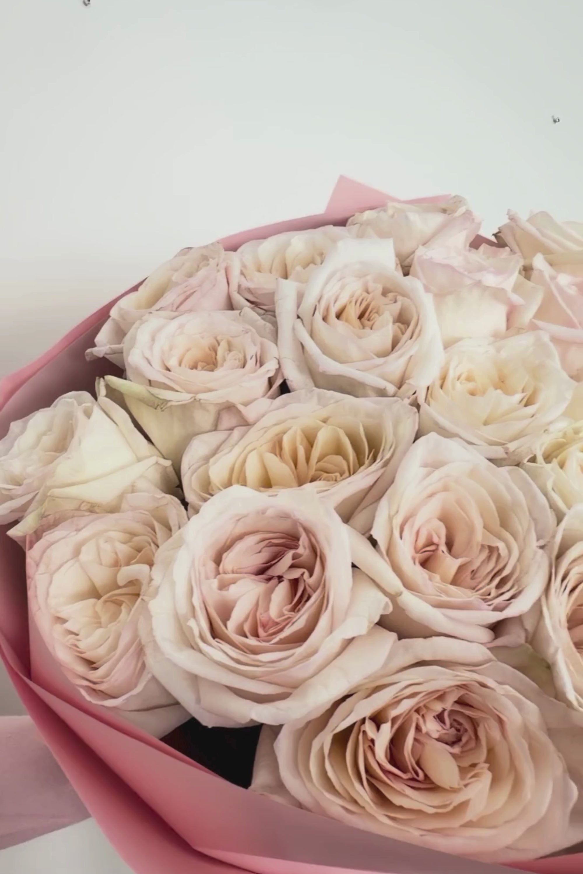 The Fragrant O'Hara Garden Rose